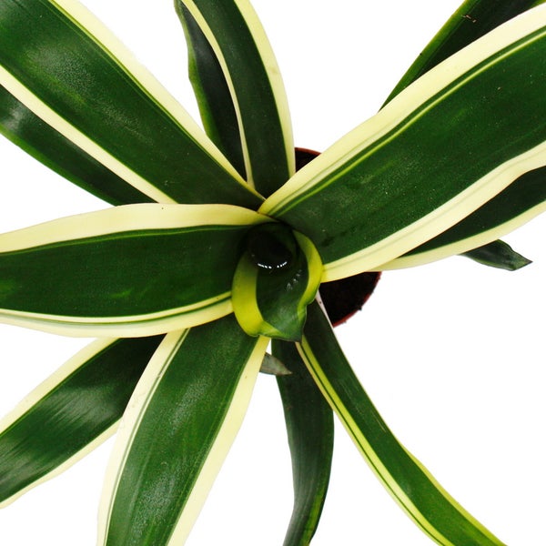 Ausgefallene XL-Bromelien Nature's Touch - Aechmea felice - Exotische Blattschönheit - 15cm Topf