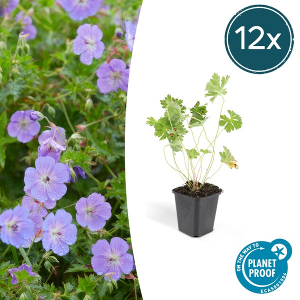 Bodendecker - Storchschnabel - Geranium 'Rozanne' - 9cm Topf - Set mit 12 Pflanzen