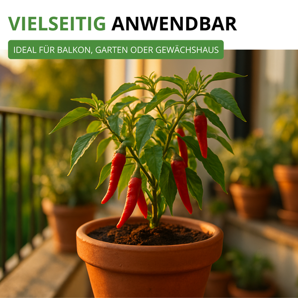 Chilipflanze mit roten Früchten im Tontopf auf einem Balkon, ideal für Balkon, Garten oder Gewächshaus.