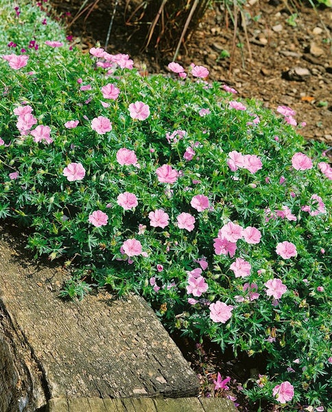 Geranium sanguineum var.striatum, Storchschnabel, zartrosa, ca. 9x9 cm Topf