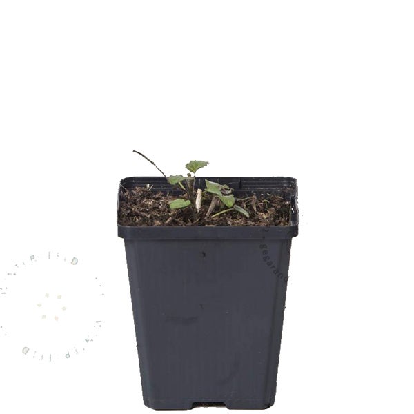 Junge Pflanze im Topf