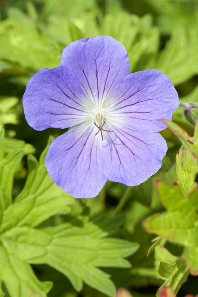 Geranium pratense 'Johnson's Blue', Storchschnabel, blau, ca. 9x9 cm Topf