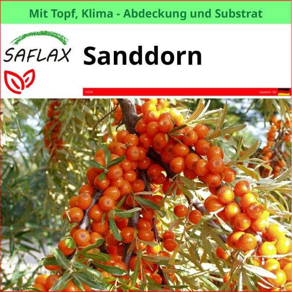 Sanddornbeeren an einem Zweig