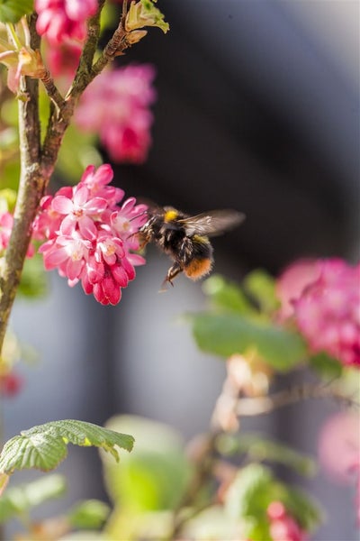 Ribes sanguineum 'King Edward VII', Blutjohannisbeere, rot, 100–150 cm