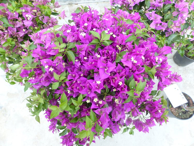 Draufsicht auf eine blühende Bougainvillea mit violetten Hochblättern und grünen Blättern im Pflanztopf.