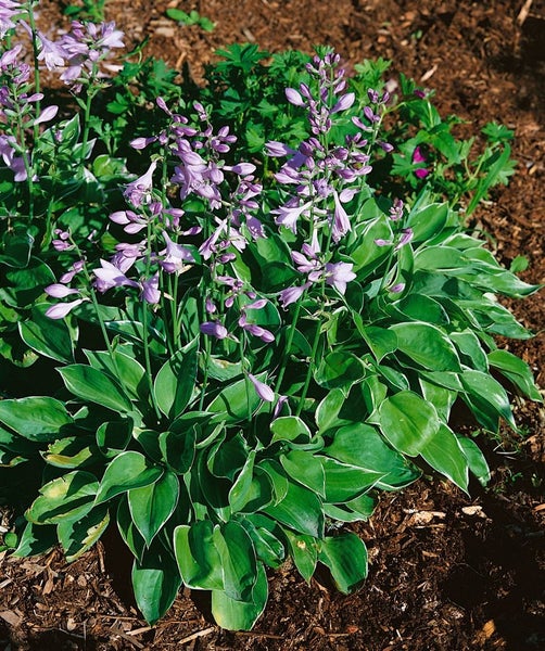 Hosta clausa var. normalis, Funkie, ca. 9x9 cm Topf