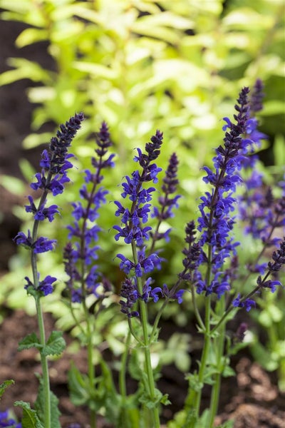 Salvia nemorosa 'Ostfriesland', Steppensalbei, violett, ca. 9x9 cm Topf
