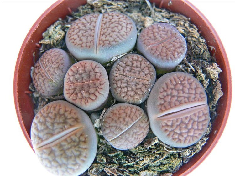 Lithops - Lebender Stein - mehrere Pflanzen im 8,5cm Topf