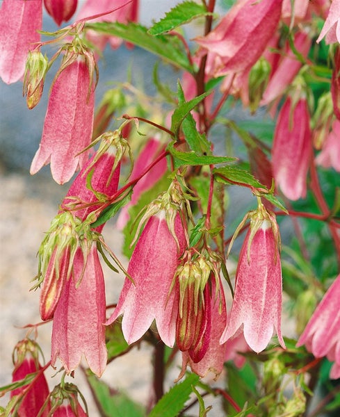 Campanula punctata 'Elizabeth', Glockenblume, rosa, ca. 11x11 cm Topf