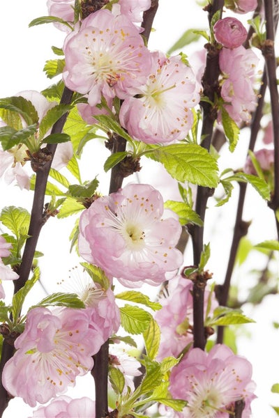 Prunus triloba, Mandelbäumchen, rosa Blüten, 40–60 cm