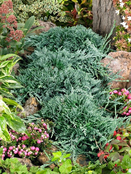 Juniperus horizontalis 'Icee Blue', Kriech-Wacholder, blau, 20–25 cm