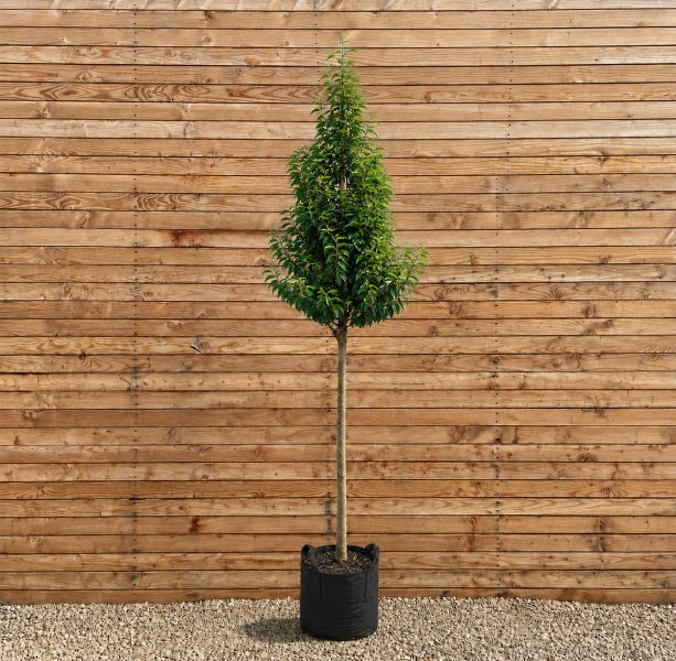 Hochstamm Glanzmispel Photinia fraseri im schwarzen Kunststoff Pflanzcontainer vor einer Holzwand