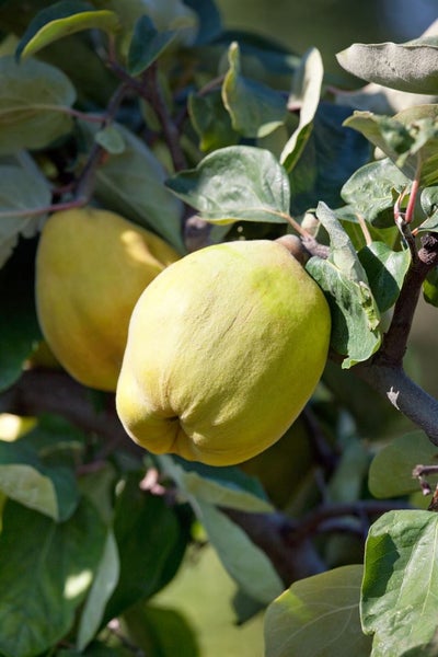 Prunus domestica 'Zwergobst', Terrassenobst, 40 cm Stammhöhe