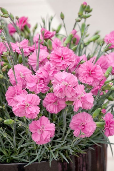 Nahaufnahme eines Topfes mit rosa Nelkenblüten