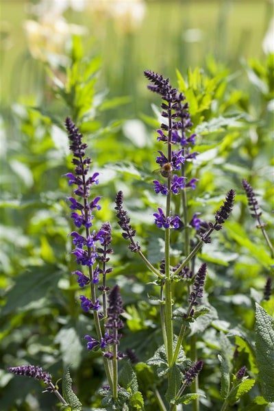 Salvia nemorosa 'Mainacht', Steppensalbei, violettblau, ca. 9x9 cm Topf