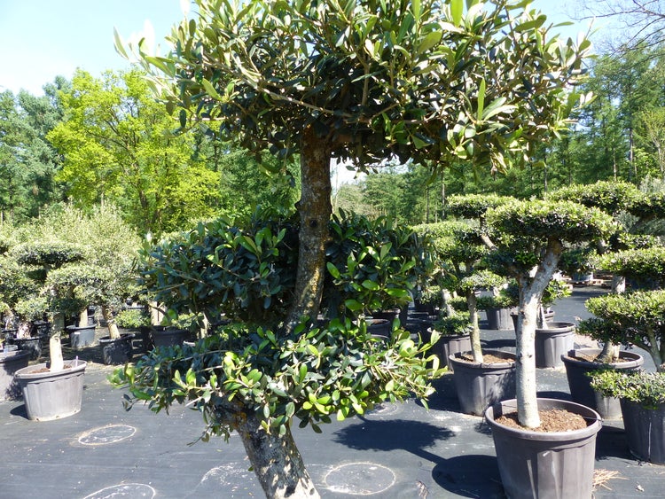 Olivenbaum 4 Pon Pon Bonsai Formgehölz Gartenbonsai Olea europaea Olive winterhart