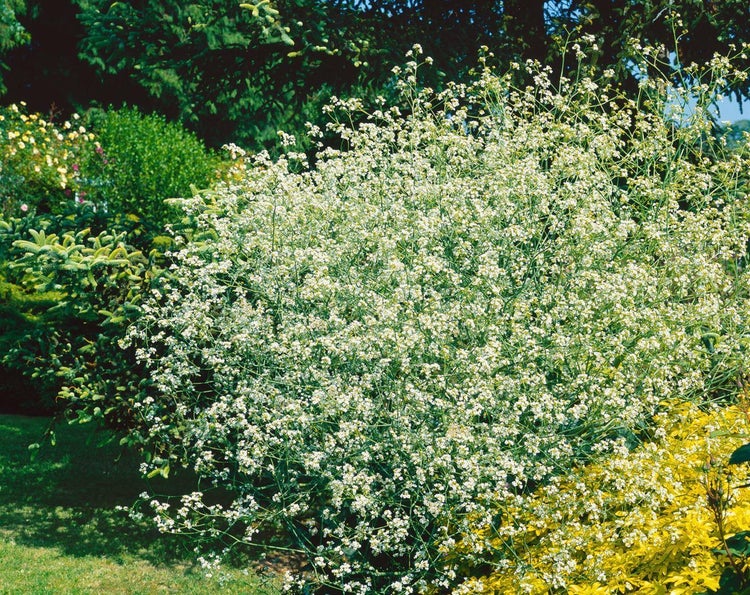 Crambe cordifolia, Herzblattschaumkraut, weiß, ca. 11x11 cm Topf