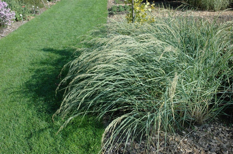 Ammophila breviligulata, Strandhafer, 60–80 cm