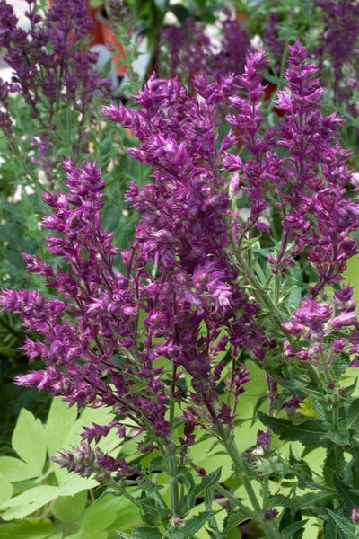 Salvia nemorosa 'Schwellenburg', Steppensalbei, violett, ca. 9x9 cm Topf