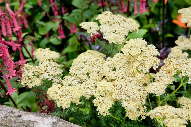 Achillea filipendulina 'Hella Glashoff', Schafgarbe, goldgelb, ca. 9x9 cm Topf