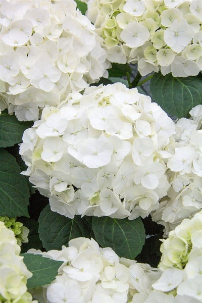 Hydrangea macrophylla 'First White', Hortensie, weiß, 40–50 cm