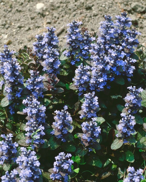 Ajuga reptans 'Atropurpurea', Günsel, purpur, ca. 9x9 cm Topf