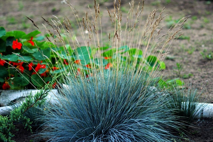 SAFLAX  - Blauschwingel-Gras - Festuca glauca - 50 Samen