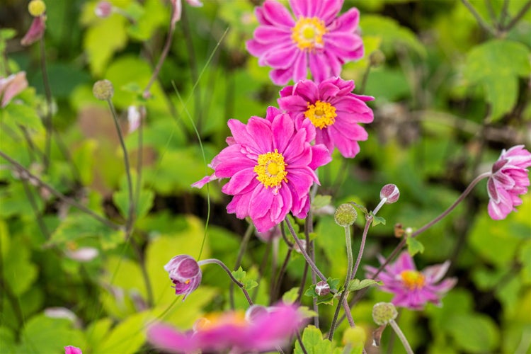 Anemone japonica 'Prinz Heinrich', Herbstanemone, rosa, ca. 9x9 cm Topf