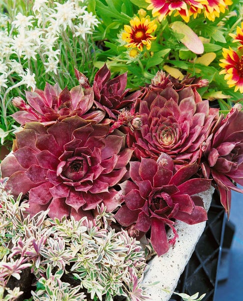 Sempervivum tectorum 'Othello', Hauswurz, ca. 9x9 cm Topf