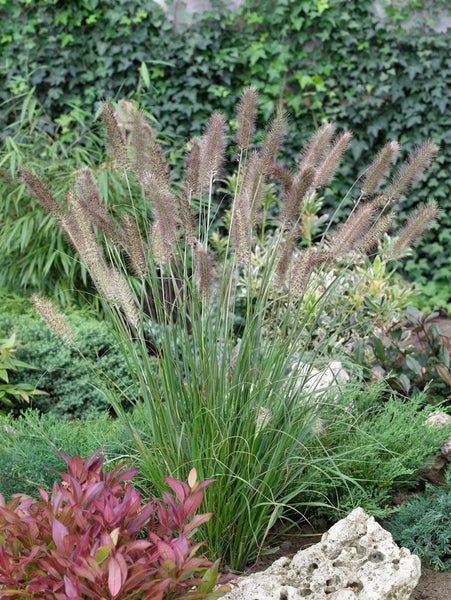 Pennisetum alopecuroides 'Cassian', Lampenputzergras, ca. 11x11 cm Topf