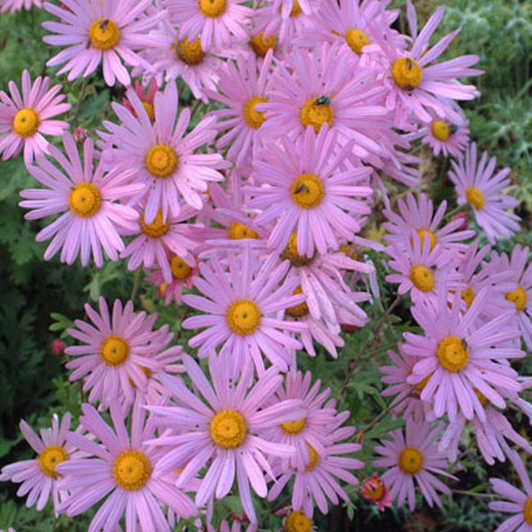 Nahaufnahme von lila Herbstastern mit gelber Mitte.