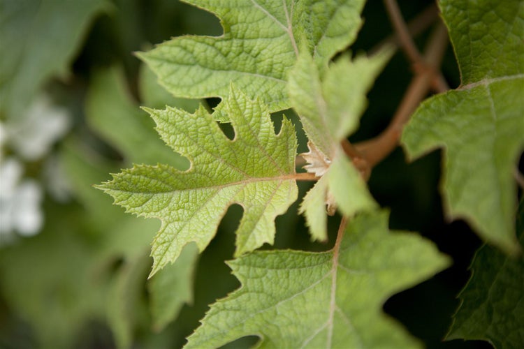 Hydrangea quercifolia, Eichenblatthortensie, 60–80 cm