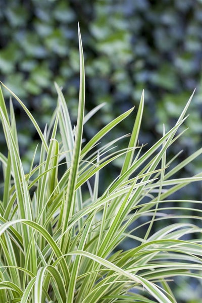 Carex morrowii, Japan-Segge, immergrün, ca. 9x9 cm Topf