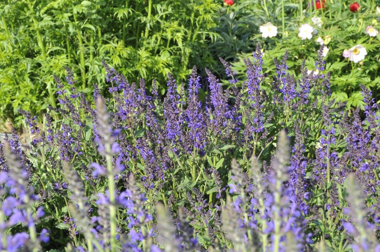 Salvia nemorosa 'Viola Klose', Steppensalbei, violett, ca. 9x9 cm Topf