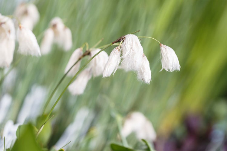 Eriophorum angustifolium, Wollgras, ca. 9x9 cm Topf