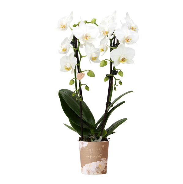 Kolibri Orchids weiße Phalaenopsis-Orchidee Niagara Fall Topfgröße 9cm blühende Zimmerpflanze frisch vom Züchter