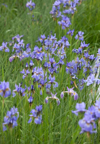 Iris sibirica 'Perry's Blue', Sibirische Schwertlilie, blau, ca. 9x9 cm Topf