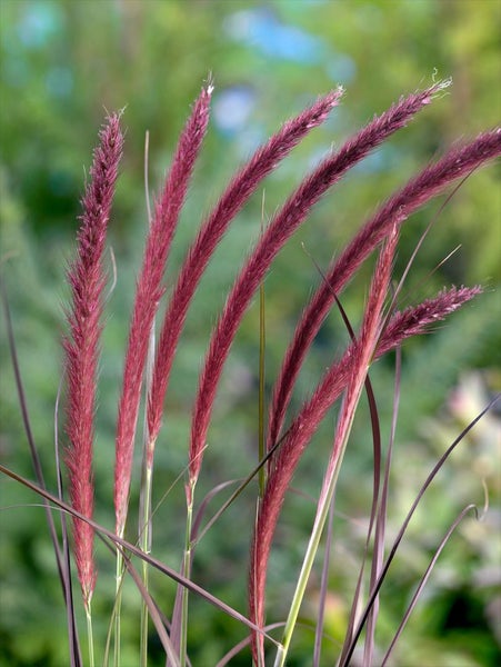 Pennisetum setaceum 'Red Fox', Lampenputzergras, rot, 2 Liter Container