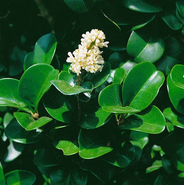 Ligustrum japonicum 'Rotundifolium', Japanischer Liguster, 80–90 cm