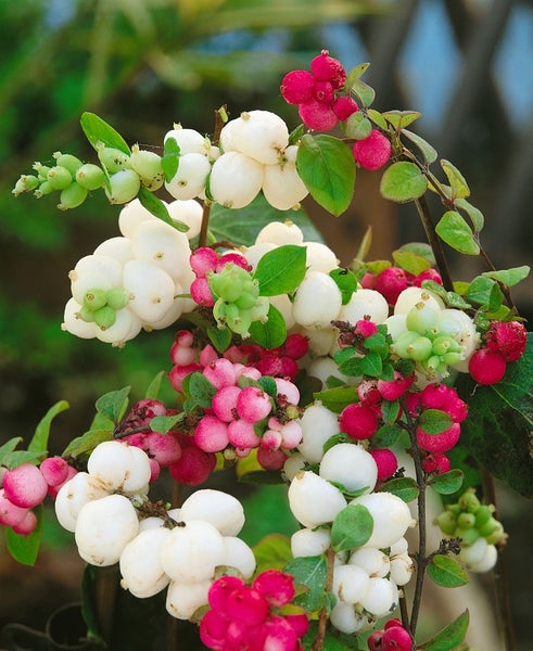 Symphoricarpos doorenbosii 'White Hedge', Schneebeere, weiß, 60–100 cm