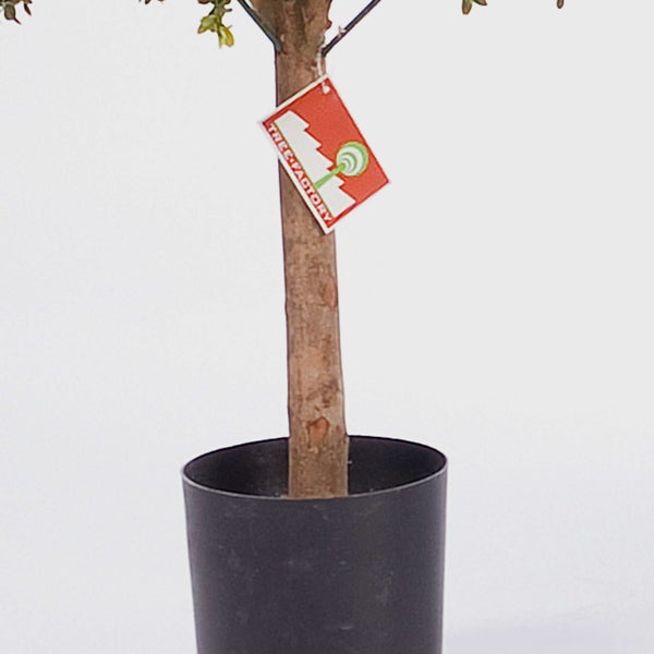 Baumstamm in einem schwarzen Topf mit Tree Factory Logo.