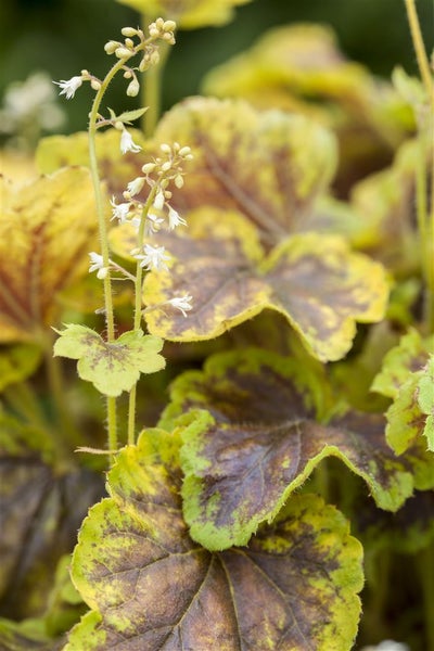 Heucherella 'Solar Eclipse', Schaumblüte, grün-rot, ca. 11x11 cm Topf