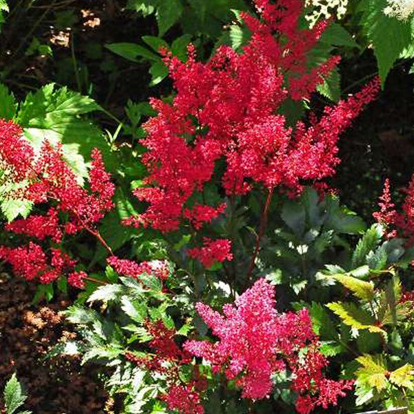 Astilbe mit roten Blüten im Gartenbeet.