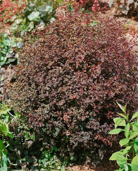 Im Garten steht eine rote Berberitze als Zierstrauch.