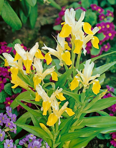 Iris bucharica, gelb-weiß, ca. 9x9 cm Topf