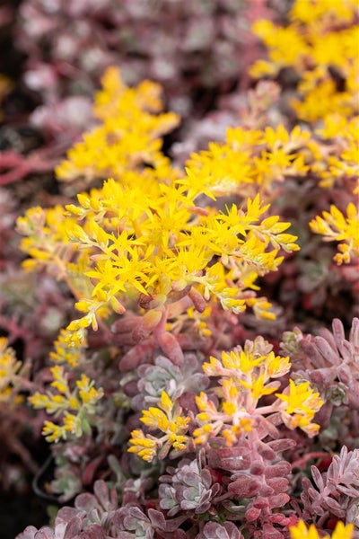 Sedum spathulifolium 'Purpureum', Purpur-Fetthenne, ca. 9x9 cm Topf