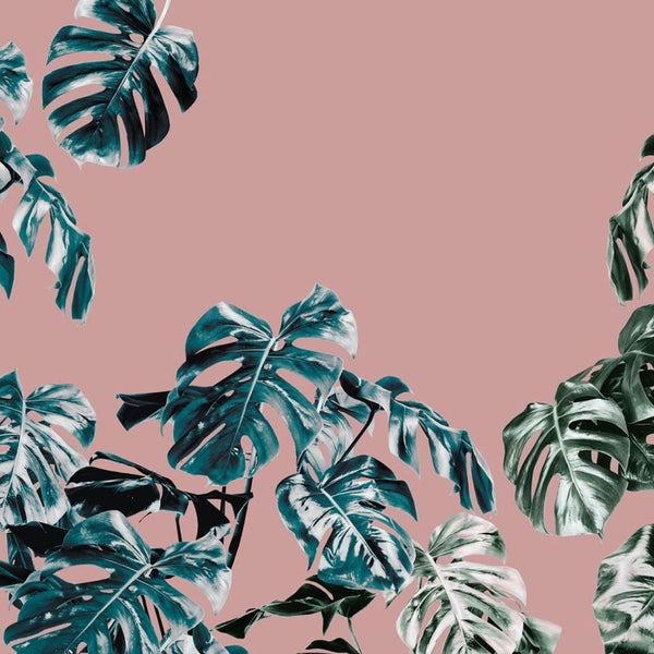 Dekorative Monstera Blätter auf Hintergrund