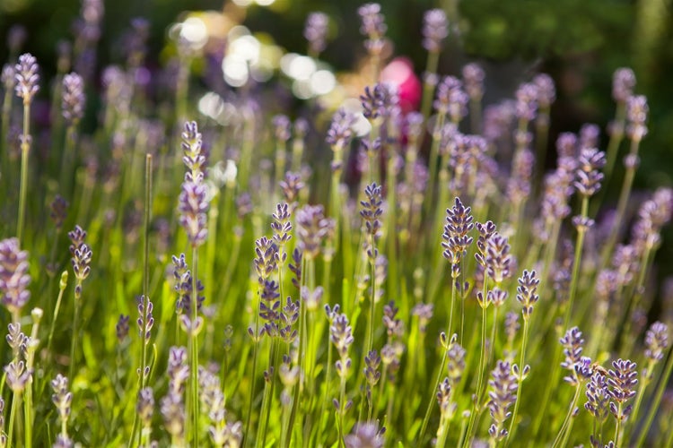 Lavandula angustifolia, Echter Lavendel, duftend, 2 Liter Container