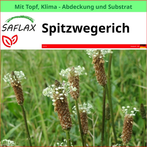 Spitzwegerich im Topf mit Klimaabdeckung und Substrat
