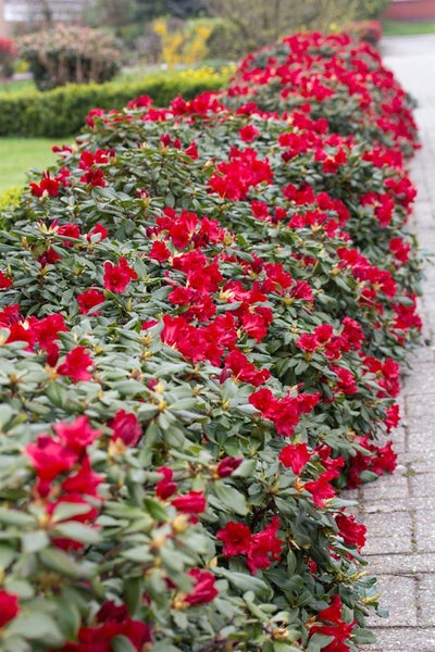 Rhododendron repens 'Baden Baden', rot, 25–30 cm